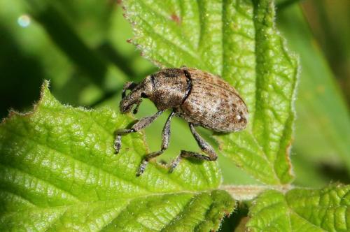 Réf. 305 912 : Lepyrus capucinus